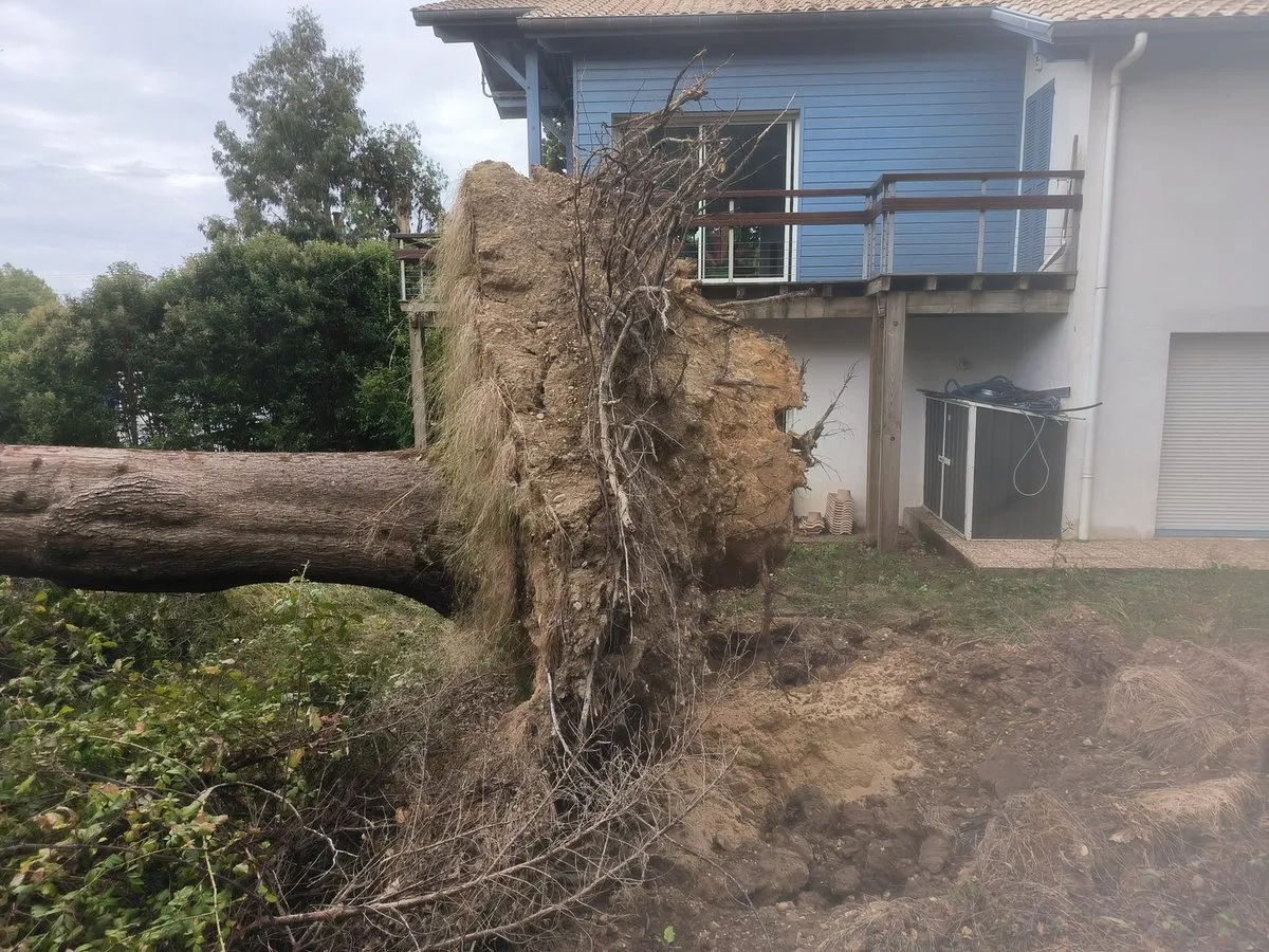 Galette de racines d’un grand arbre déraciné, dressée contre la terrasse et la façade d’une maison
