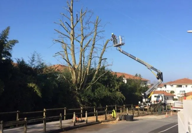 Élagage à la nacelle d’un grand arbre en bord de voirie