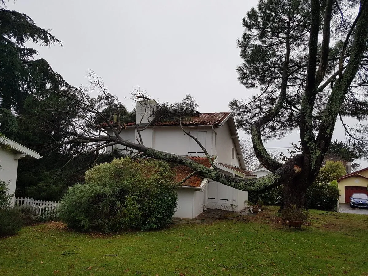 Charpentière de pin rompue couchée en travers des tuiles d’une maison, un matin de tempête