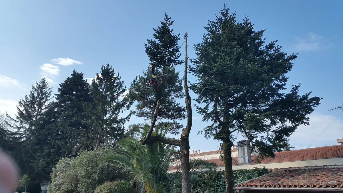 Démontage d’un arbre par tronçons près d’une habitation