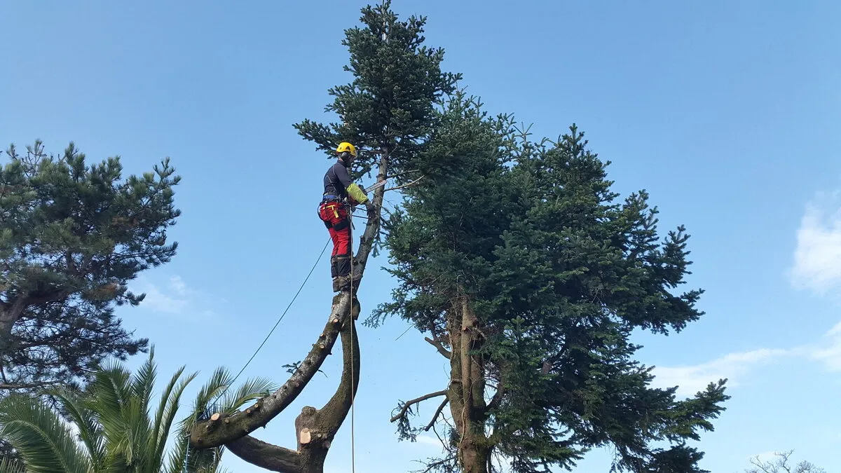 Élagueur grimpeur installé à la corde dans la cime d’un épicéa avant démontage