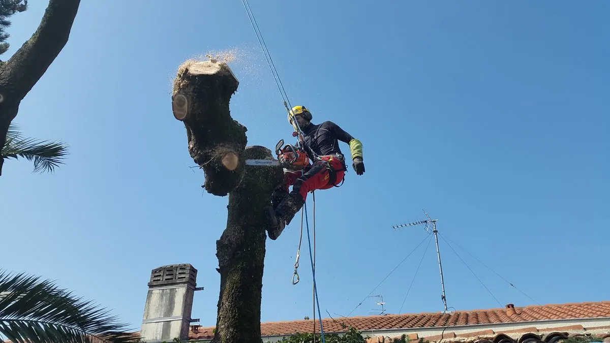 Élagueur coupant un tronçon à la tronçonneuse en haut d’un tronc, au-dessus d’une toiture
