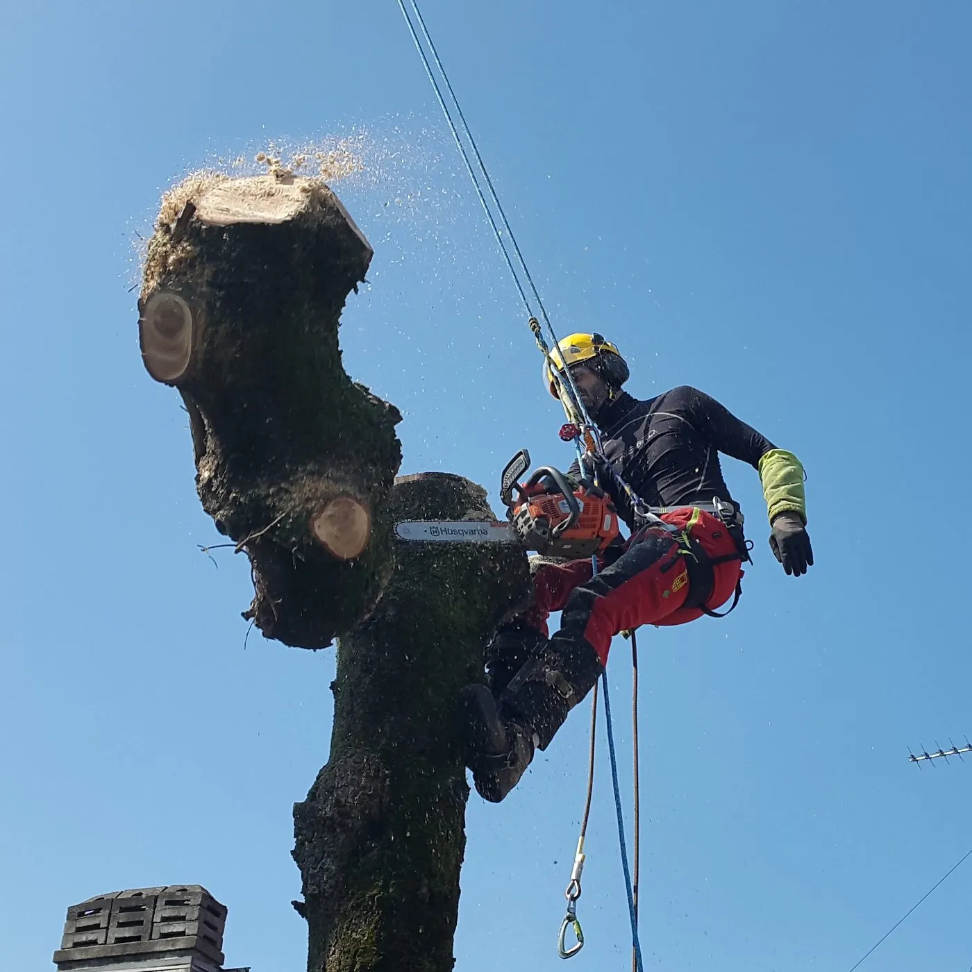 Élagueur grimpeur de Bellecave Élagage suspendu en rappel contre un fût, tronçonneuse en main, pendant un démontage d’arbre