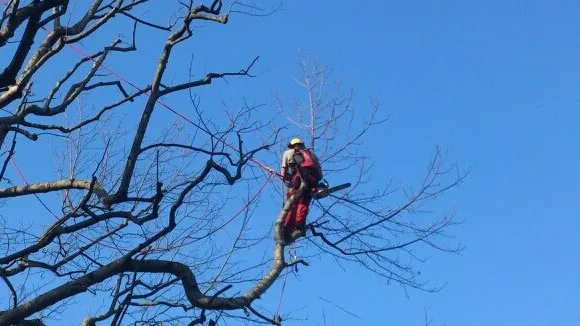 Réduction de couronne d’un tulipier de Virginie par un élagueur sur corde