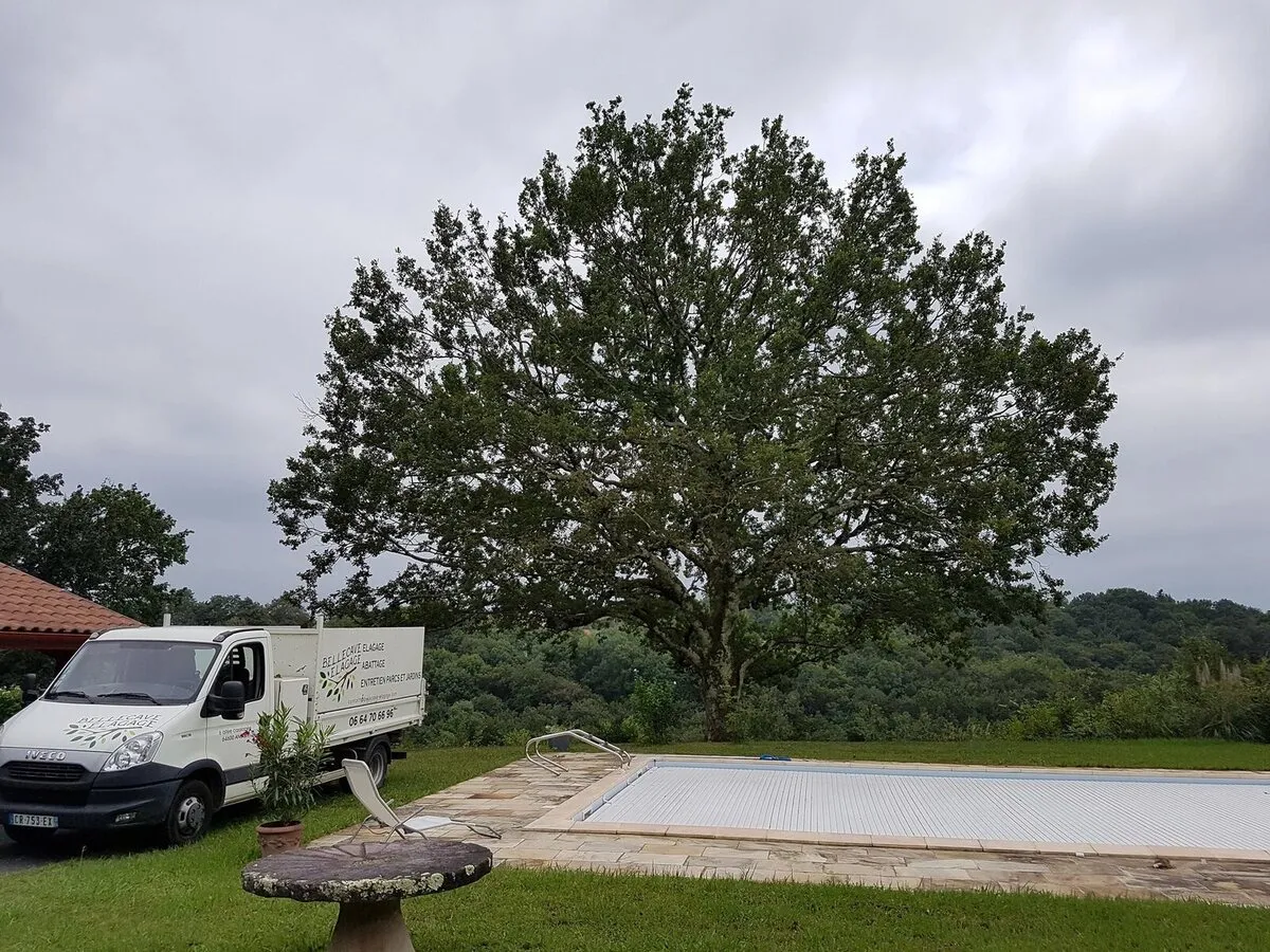 Grand chêne élagué par Bellecave Élagage, camion de l’entreprise sur le chantier dans les Landes