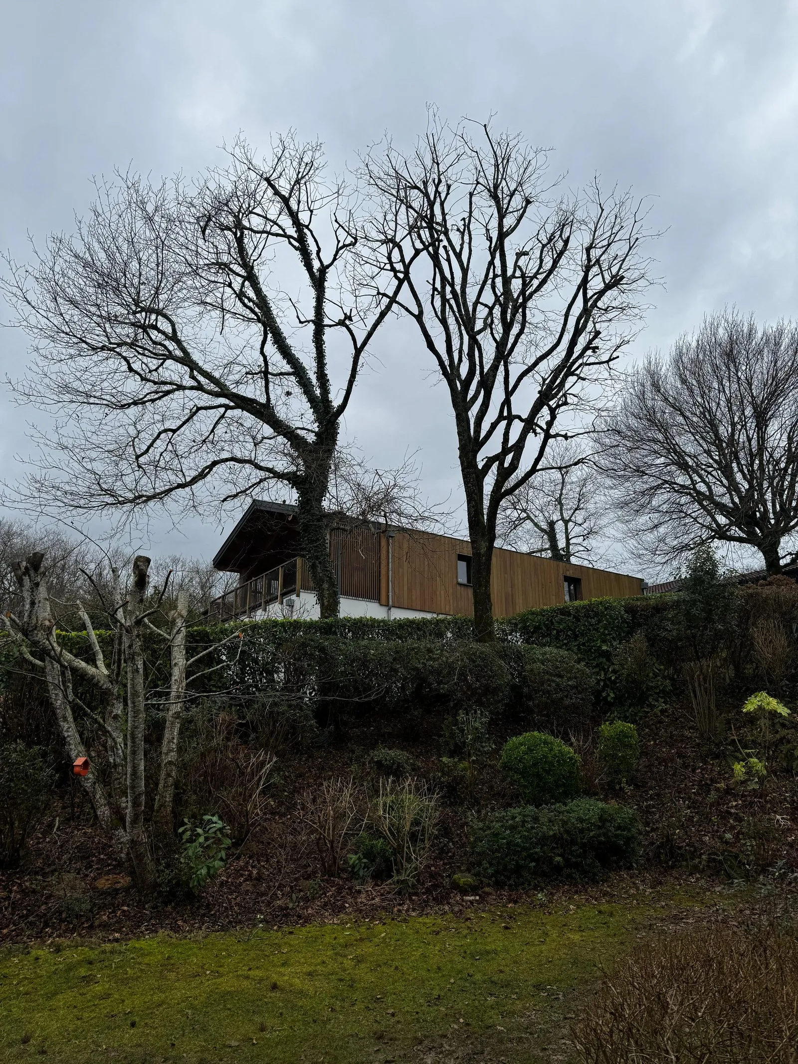 Les deux chênes après réduction de couronne et relevage des branches basses